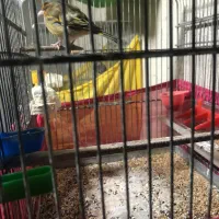 فروش سره قناری قرص و شلاقی رنگ خاص