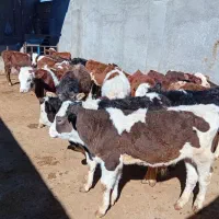 گوساله سیمنتال