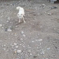 سگ پشمی|سگ|بندرعباس, |دیوار