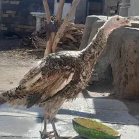 بوقلمون ماده و خروس محلی بزرگ