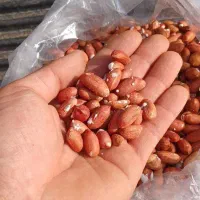 بادام زمینی مغان