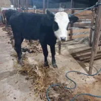 ورزا کوله های چالوسی همه اث فروشی