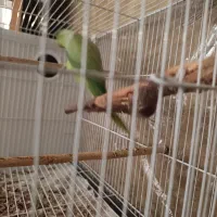 جفت ملنگو تمیز و کشیده