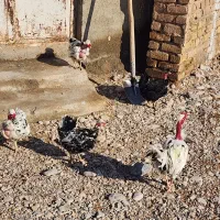 گلین گردن لخت|حیوانات مزرعه|شیروان (خراسان), |دیوار