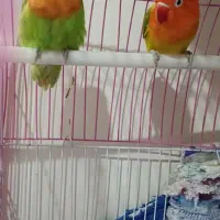 طوطی برزیلی|پرنده|ری, دولتآباد|دیوار