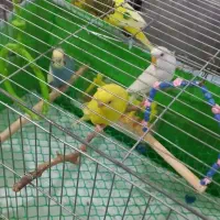 مرغ عشق|پرنده|رشت, حمیدیان|دیوار