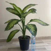 بیلیتای و دیفن و پتوس و اریکا و فوکه آ|گل و گیاه طبیعی|مشهد, ده دی|دیوار
