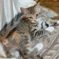 گربه پرشین ماده