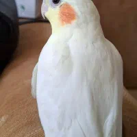 عروس هلندی لوتینو گمشده