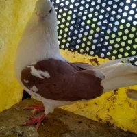 کبوتر|پرنده|مشکین‌دشت, |دیوار