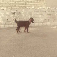 بیگ بز بره میش