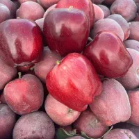 نهالستان سبز نهال رشد یوسف جوادی|عمدهفروشی|میاندوآب, |دیوار