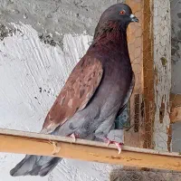 کبوتر پرشی|پرنده|گرگان, |دیوار