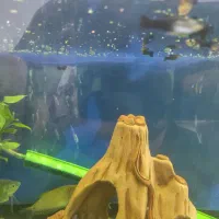 ماهی|ماهی|گرگان, |دیوار