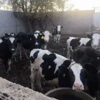 فروش گاو تلیسه