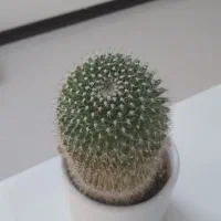 فروش حراجی|حراج|خمینی‌شهر, |دیوار