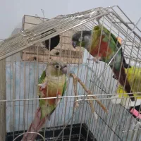 طوطی مولد