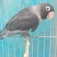 طوطی کوتوله با قفس معاوضه با مرغ عشق و عروس هلندی