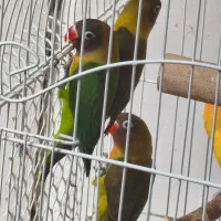 ۴ طوطی برزیلی