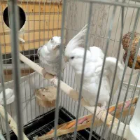 عروس هلندی البینو مولد