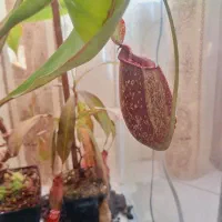 گیاه حشره خوار  نپنتس