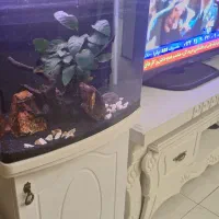 آکواریوم شرکتی،با وسایل|ماهی|مشهد, امیریه|دیوار