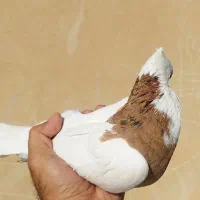 طوقی زرد خال سیاه ، هفت‌رنگ خطی...|پرنده|قزوین, |دیوار