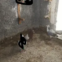 صید|پرنده|مشهد, سیلو|دیوار