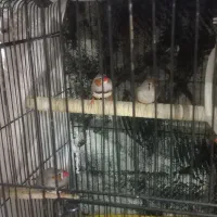 فنچ کفتر سهره