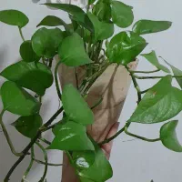 گل پتوس سبز