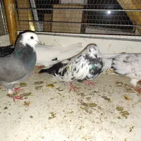 پنج تا کبوتر تمیز  و سالم