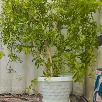 گل...|گل و گیاه طبیعی|ابهر, |دیوار