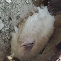 بوقلمون گوشتی
