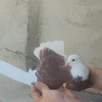 کبوتر|پرنده|ری, شهادت|دیوار