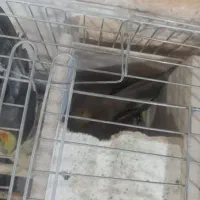 یک جفت عروس هلندی بایه جوجهچندروزه ویک عددکوتوله|پرنده|آذرشهر, |دیوار