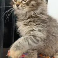 بچه گربه پرشین|گربه|مشهد, وحید|دیوار