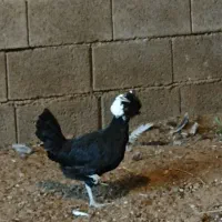 مرغ لهستانی