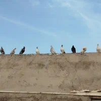 کبوترپرشی|پرنده|فین, |دیوار