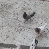 ۳۰ تا کفتر|پرنده|قم, انسجام|دیوار