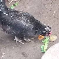 تخم نطفه دار پاپر ریشو کاکلی|حیوانات مزرعه|رشت, پسیخان|دیوار