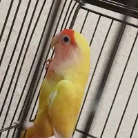 طوطی برزیلی|پرنده|اهواز, ۲۴ متری|دیوار