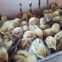 سود بالا در خانه بلدرچین