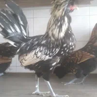 مرغ و خروس لهستانی اصیل|حیوانات مزرعه|ری, شهید بهشتی|دیوار