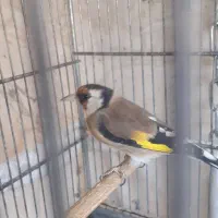 سهره ماده جفتی