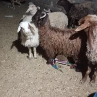 بزغاله ماده