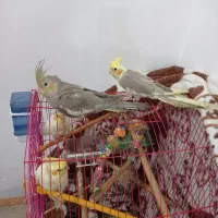 چهار عروس هلندی سه ماهه دونه خور