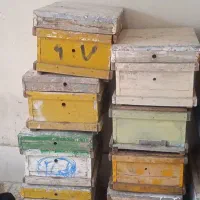 کندو زنبور|لوازم جانبی حیوانات|خرم‌آباد, |دیوار