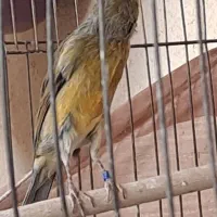 قناری سبز سوخته|پرنده|ماهان, |دیوار