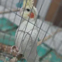 جوجه عروس هلندی