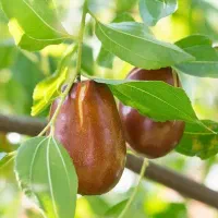 شروع پیشفروش نهال عناب گلابی پیوندی|خدمات باغبانی و درختکاری|ارشق, |دیوار